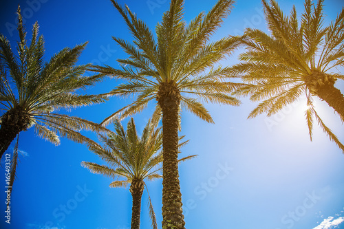 Palm tree in Florida photo