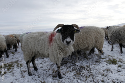 Fototapeta Naklejka Na Ścianę i Meble -  Winter Sheep Farming in the Yorkshire Dales