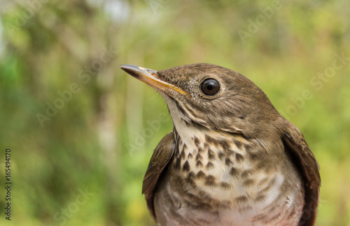 Bicknell's Thrush 