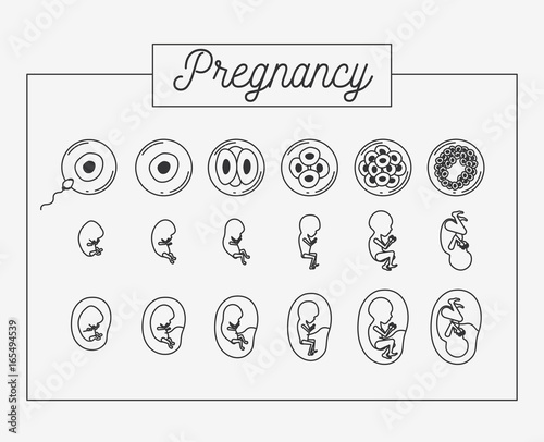 white background silhouette set pregnancy process in rectagular frame vector illustration