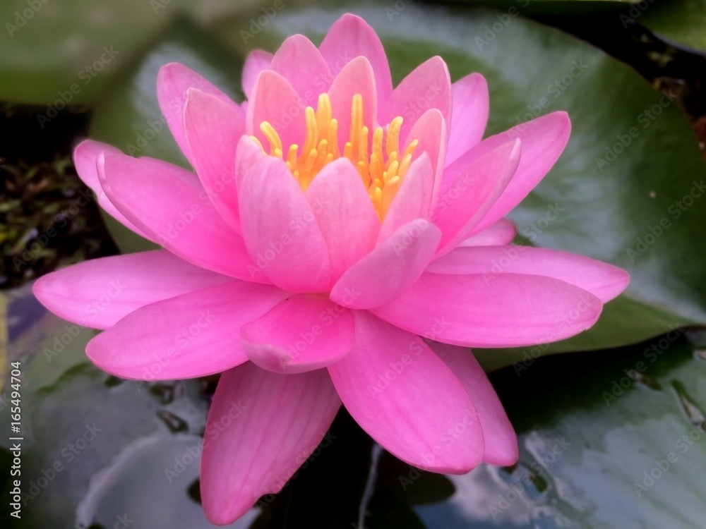 water, lily, pond, flower, lotus, pink, nature, summer, plant, lilies, beautiful, reflection, beauty, waterlily, bloom, aquatic, green, natural, leaf, blossom, garden, petal, fish, white, closeup, env water, lily, pond, flower, lotus, pink, nature, summer, plant, lilies, beautiful, reflection, beauty, waterlily, bloom, aquatic, green, natural, leaf, blossom, garden, petal, fish, white, closeup, env