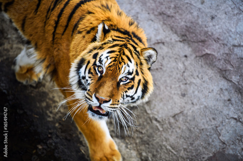 Fototapeta Naklejka Na Ścianę i Meble -  Beautiful Amur tiger