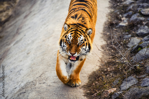 Fototapeta Naklejka Na Ścianę i Meble -  Beautiful Amur tiger