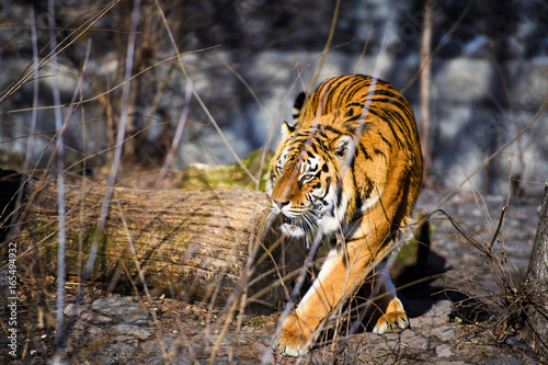 Fototapeta Naklejka Na Ścianę i Meble -  Beautiful Amur tiger