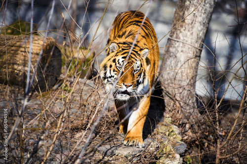 Fototapeta Naklejka Na Ścianę i Meble -  Beautiful Amur tiger