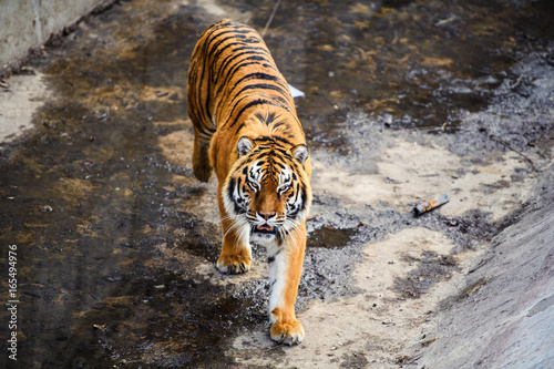 Fototapeta Naklejka Na Ścianę i Meble -  Beautiful Amur tiger
