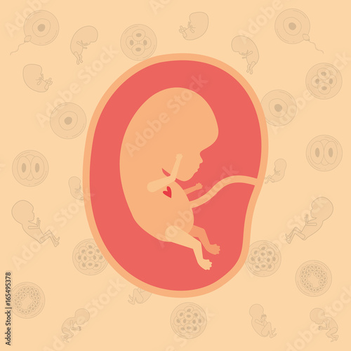 color background pattern pregnancy icons with fetus human growth in placenta vector illustration