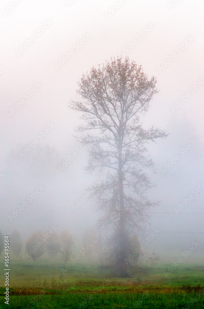 Trees in Fog