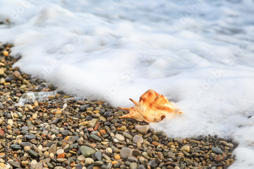 Wave is running on the seashell on the beach
