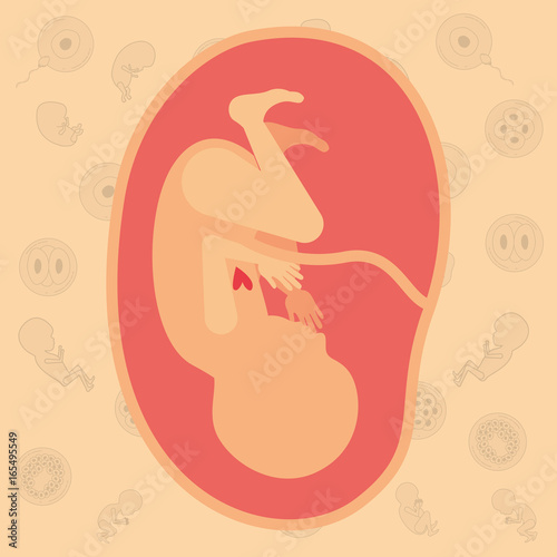 color background pattern pregnancy icons with fetus human growth in placenta ninth week vector illustration