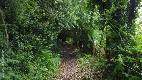 Footage walking down a wooded lane in Mold, North Wales with trees and ferns either side. photo