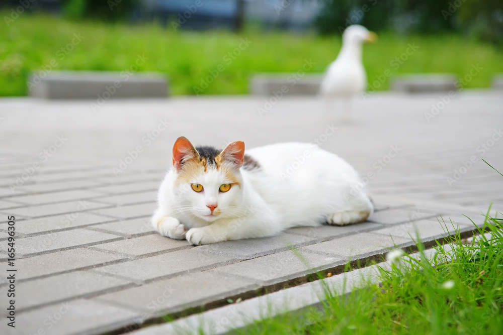 Adorable homeless cat with yellow eyes lying outdoors on a tiles in summer Adorable homeless cat with yellow eyes lying outdoors on a tiles in summer