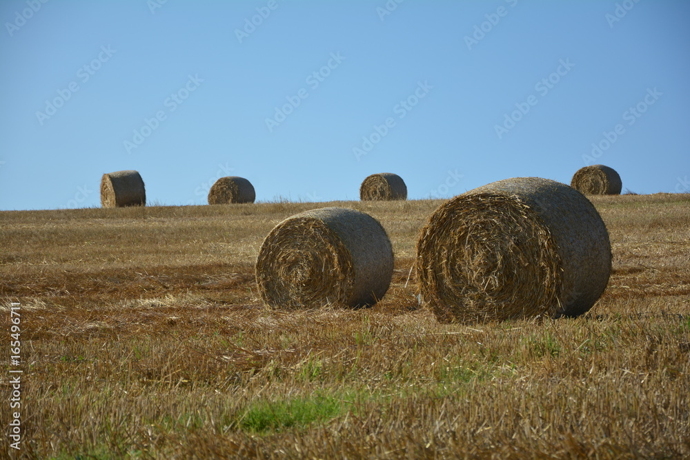 
Mehrere Strohballen im Horizont auf abgeerntetem Feld 
