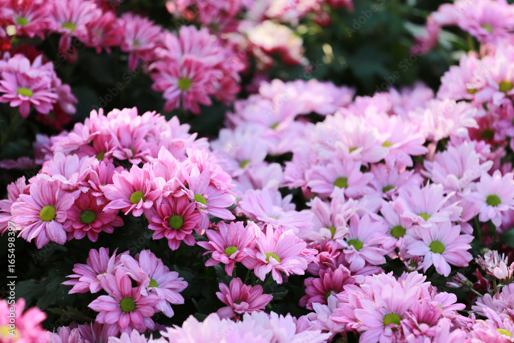 chrysanthemum flower of pink color bloom. chrysanthemum flower of pink color bloom.