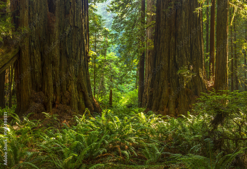 Fototapeta premium Sequoia tree - Redwood National Park, California