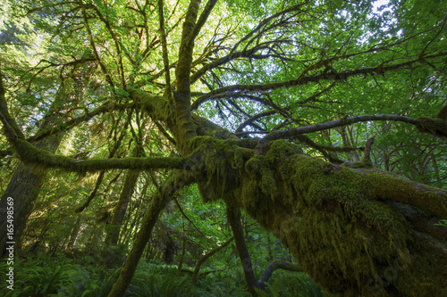 Sequoia tree - Redwood National Park, California