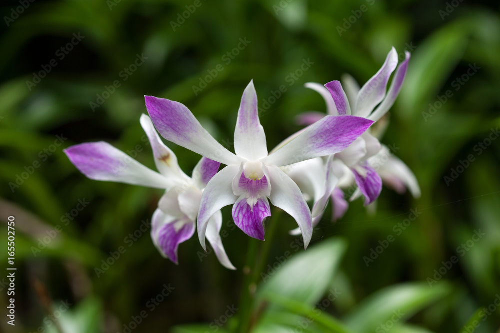 Orchids of sufficient size. Purple or pink flowers blooming in the garden. Dendrobium is a huge genus of orchids Orchids of sufficient size. Purple or pink flowers blooming in the garden. Dendrobium is a huge genus of orchids