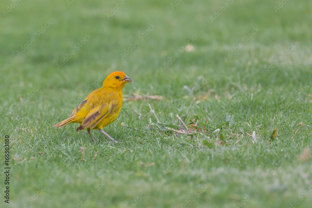 Yellow Female Scarlet Tanager Yellow Female Scarlet Tanager