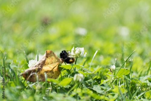 Bumble-bee climbing on a flower