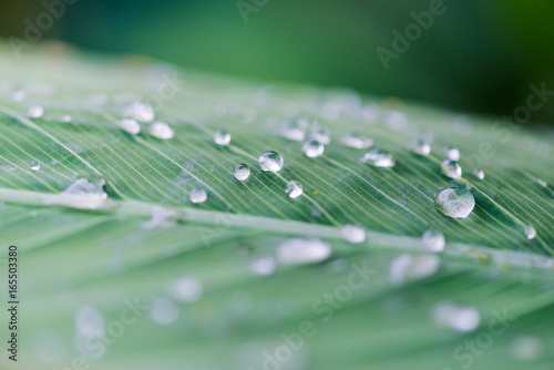 water drops on a leaf after the rain