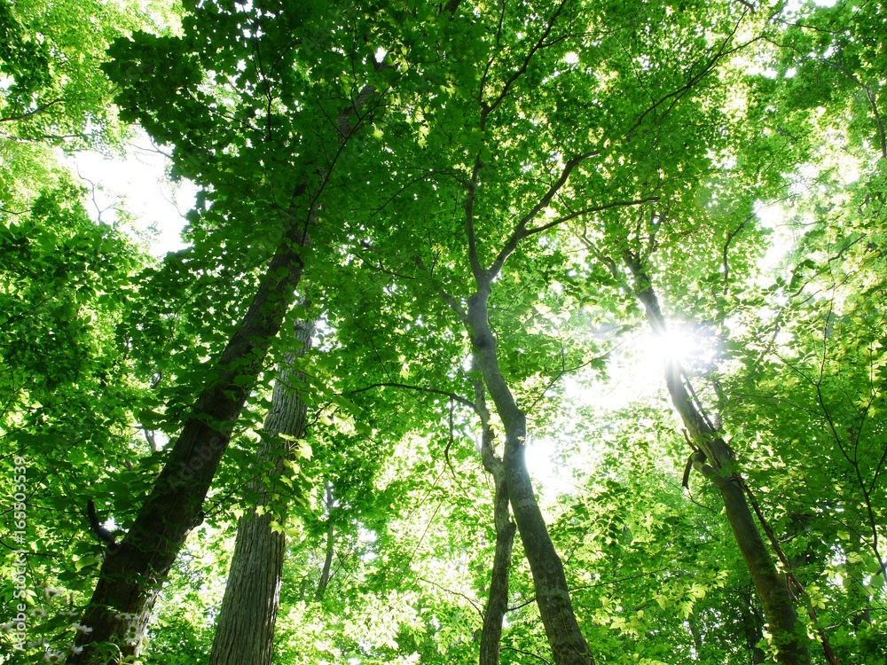 Naklejka premium 初夏の森