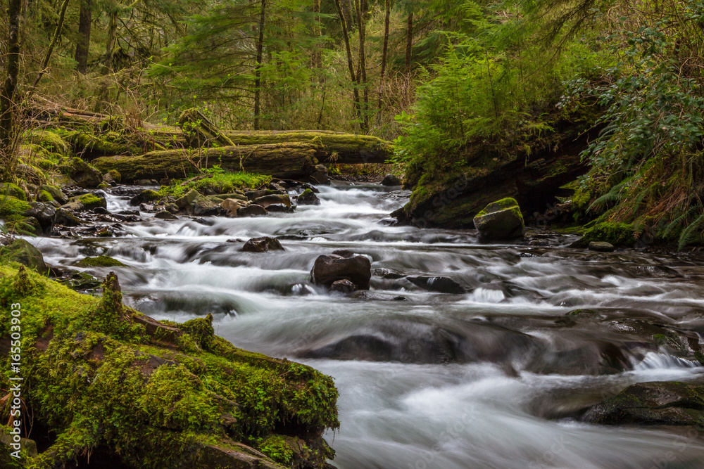 Necarney Creek smooth water flow Oswald West State Park Necarney Creek smooth water flow Oswald West State Park