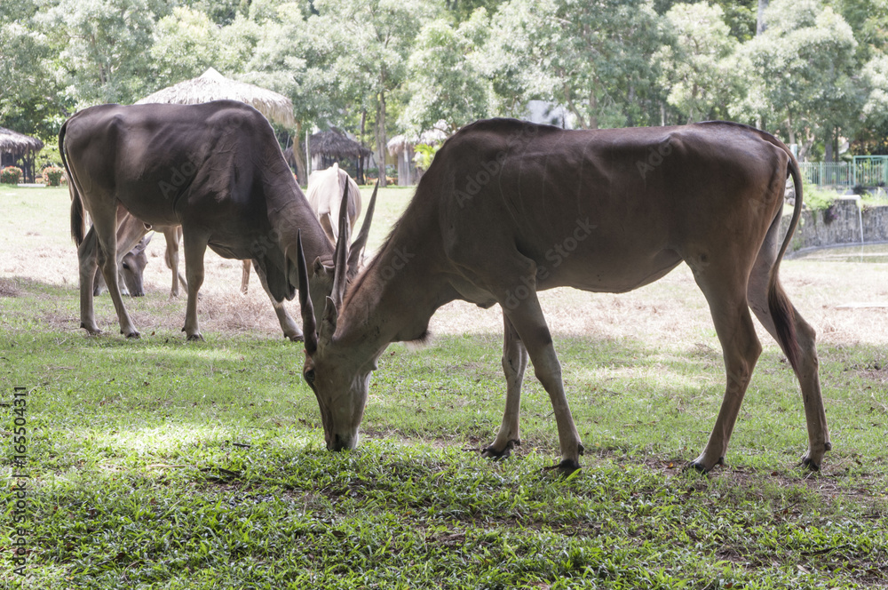 Obraz premium ZooDom20170723-0