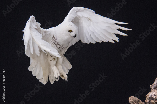 Snowy Owl