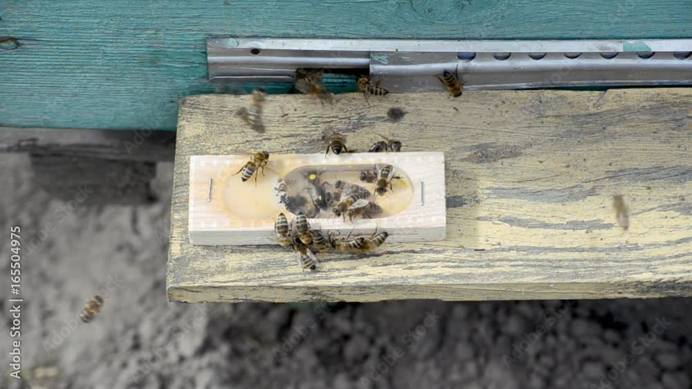 The bee-queen in the shipping box. The bee-queen in the shipping box.