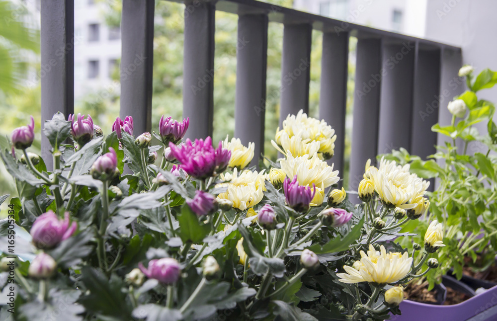 Home and garden concept of chrysanthemum flowers in pot on the balcony Home and garden concept of chrysanthemum flowers in pot on the balcony