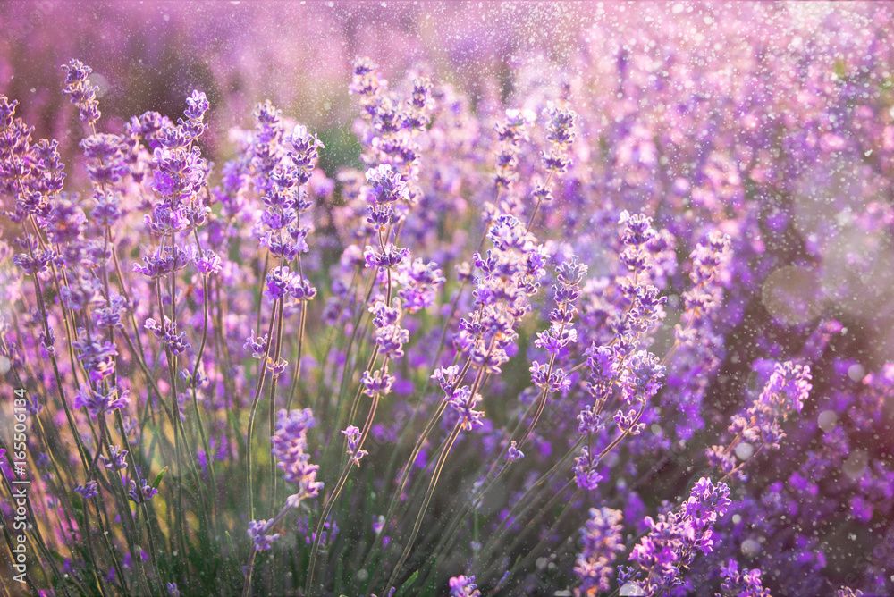 Fototapeta premium Close up of blooming lavender flowers under the summer sun rays. Lavender background.