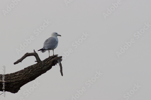 ring billed gull