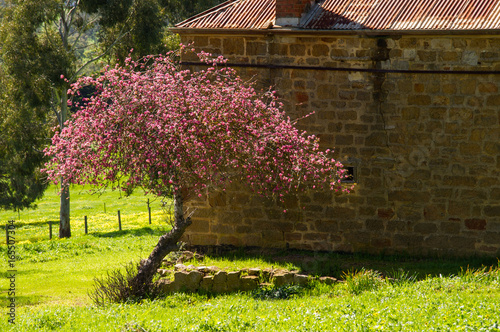 Abandoned cottage near Kangarilla, McLaren Vale, South Australia, Australia