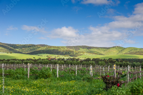 Vineyards, McLaren Vale, South Australia, Australia