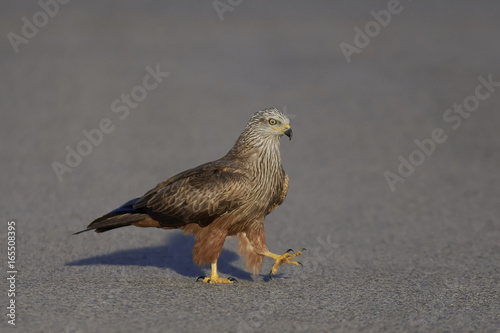 Bild auf Leinwand Black kite (Milvus migrans)