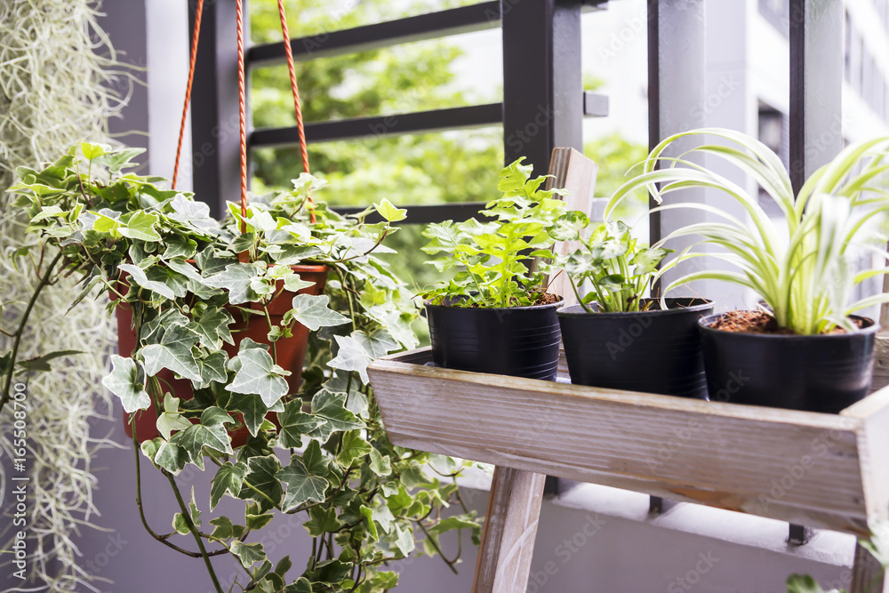 Home and garden concept of english ivy plant in pot on the balcony Photos |  Adobe Stock