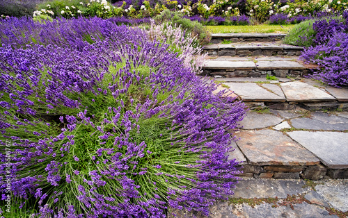 Blooming lavender bushes border stone steps in a beautiful flower garden. 