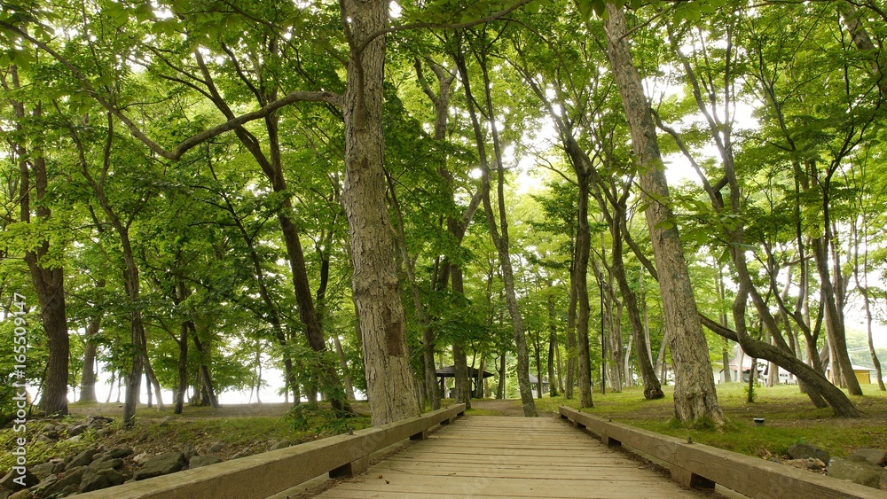 森の中　小さな川の流れ　木製の橋