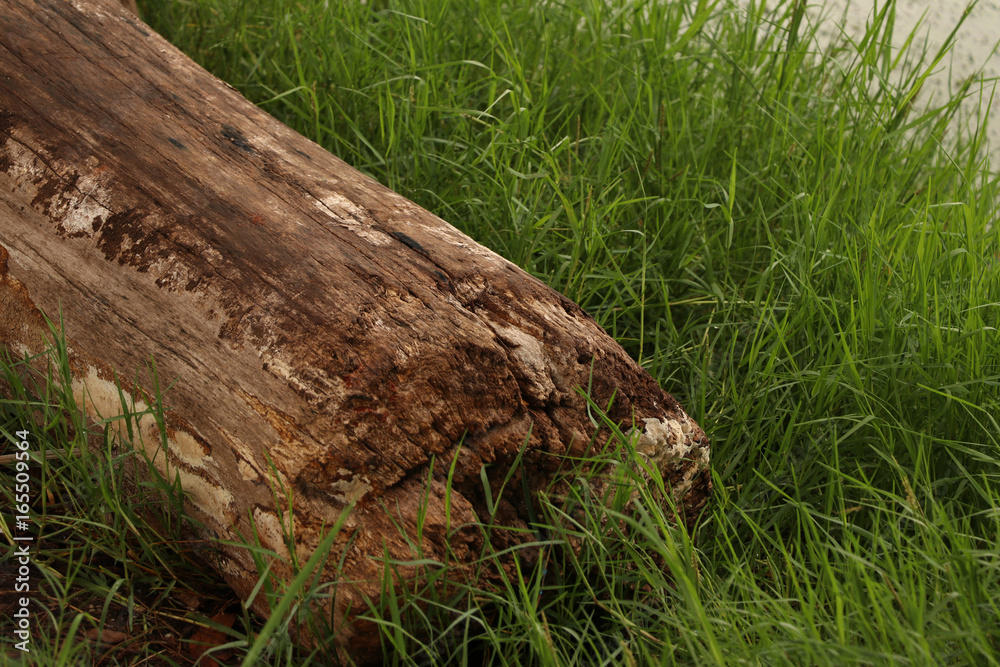 Fototapeta premium big log lay down on green grass,closed at log