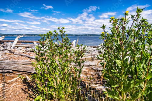 Driftwood beach with wildflowers on Vashon Island off Seattle in the Puget Sound. photo