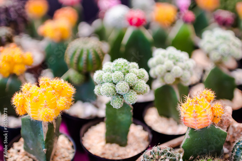 cactus close up photo