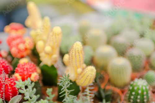 cactus close up