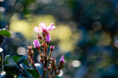 Pink flowers of the Apple Blossum plant - Rosaceae Rhapiolepis