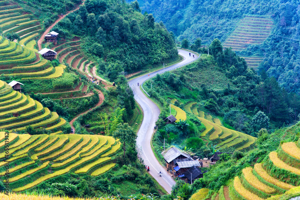 Rice field on terrace Mu Cang Chai Yen Bai,Vietnam Stock Photo | Adobe ...