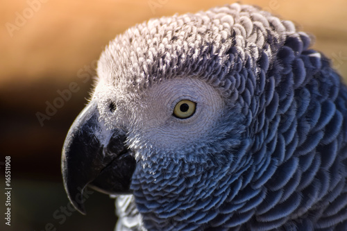 Close up of gray parrot