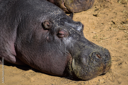 Close up of hippo sleeping