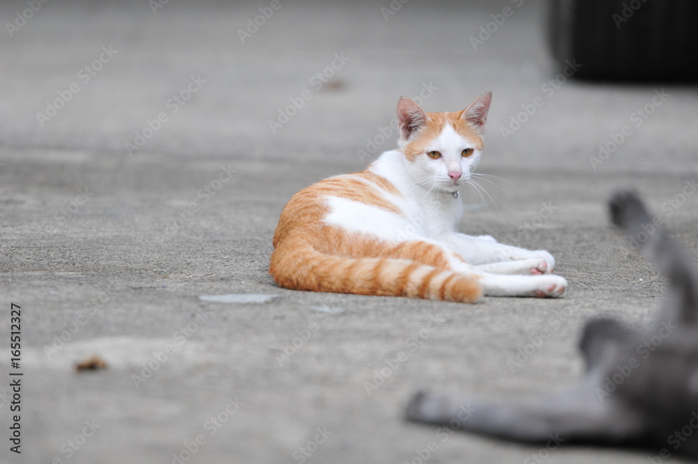 Cat, Siamese cat in Thailand, very cute, funny and smart cat in the world