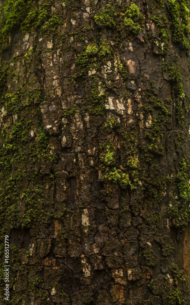 wet tree bark wet tree bark