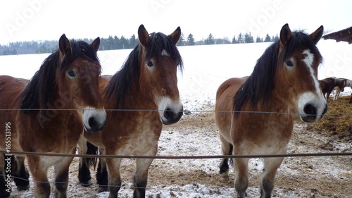 Fototapeta Naklejka Na Ścianę i Meble -  Pferde auf einem Bauernhof in Sachsen-Anhalt