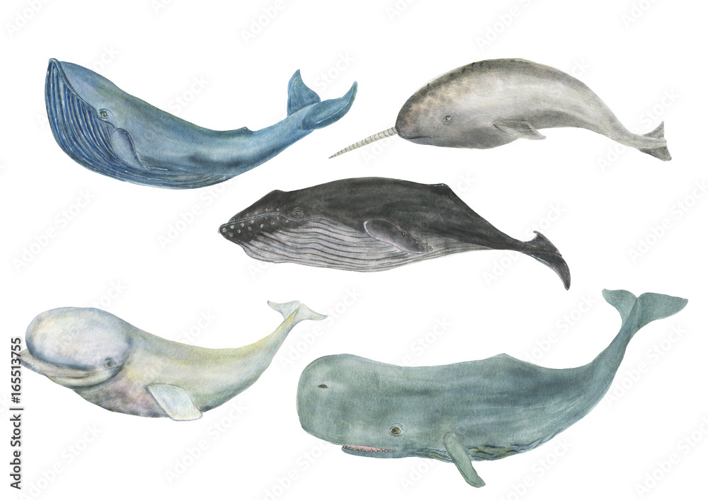 Obraz premium Akwarela malarstwo rodzina wielorybów